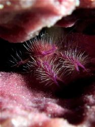 I need a shave! Mabul, Malaysia! by Ed Eng 